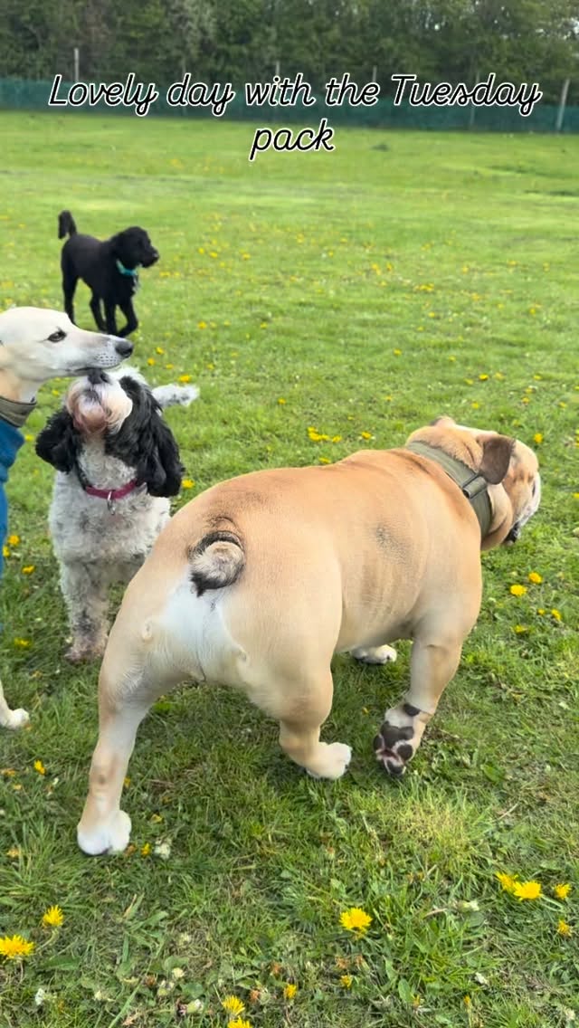 A lovely chilled day with the Tuesday pack. #doggydaycareuk #castledonington #itsadogslife #cutedogs #dogslife