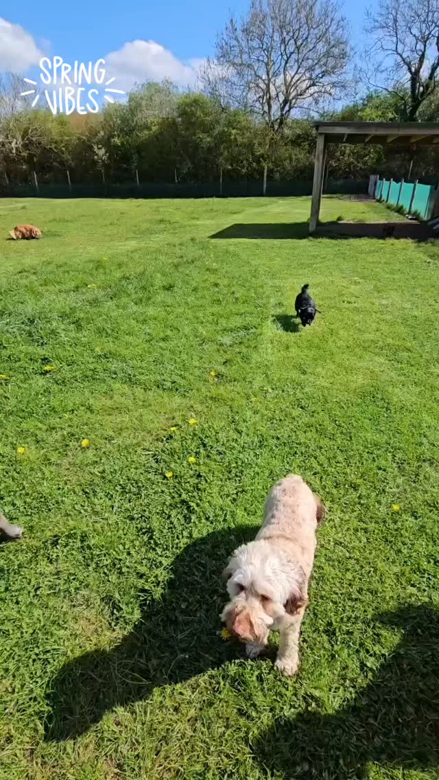 Feeling very Summer like today 🥰 #doggydaycareuk #castledonington #dogslife #melbournederbyshire #packgoals