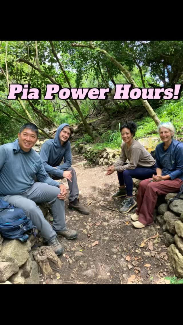 Happy Monday! 🌈😄
Monday is our Pia Power Hours! Today, five of us planted 150 plants — amazing teamwork! We finished all the planting and even had time for some weeding. 🌱
Thank you Amy and Bobbie for coming out today!
If you’re free on Mondays, come check out our Pia Power Hours, happening every Monday!
#hawaii #nativeplants #restoration #malamaaina #volunteer