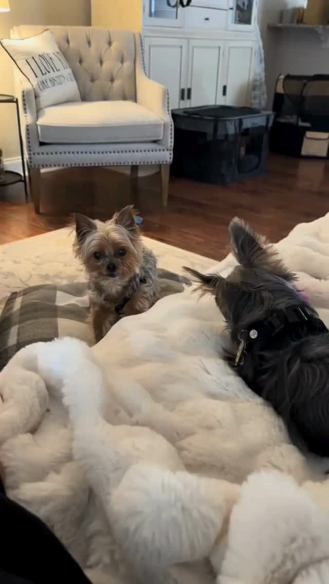 You’d think having options would make life easier…
apparently not when you’re tiny, opinionated, and convinced everything belongs to you. 😂
Watching these two try to coexist has been equal parts adorable and full-blown negotiations.
Same toy. Same energy. Zero willingness to compromise.
And honestly… it made me realize how often we do the same thing in life—fighting over one path, one idea, one opportunity… when there’s a whole basket sitting right in front of us.
Sometimes the win isn’t getting that thing… it’s realizing how many other options you actually have.
Be honest—does your dog share… or run the entire house? 👇
#yorkielife #dogpersonality #tinydogbigattitude #doghumor #petparents #yorkiesofinstagram #dogsoftiktok