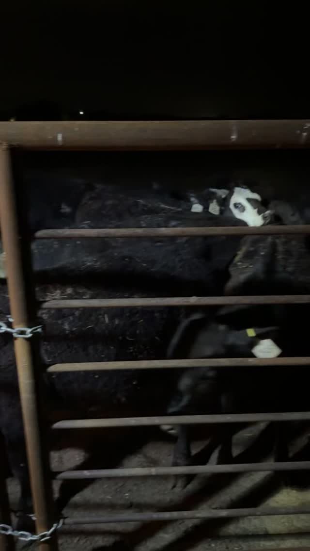 We’ll make a better feed video another time, but come along as we wrap up the day feeding our calves. #cattleranch #ranchlife #farmlife #beef