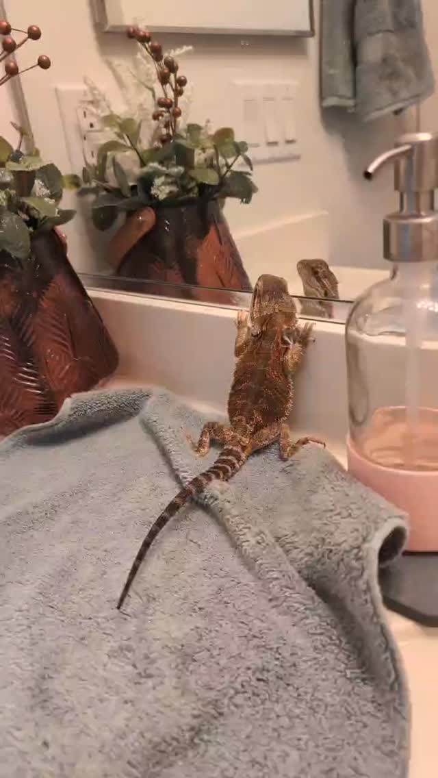 Not my usual content but YOU ALL NEEDED TO SEE THIS 😂😂😂😂😂😂😂😂
REBEL BABY had his first bath at home and he discovered his reflection 🤣
#beardeddragon #beardiesofig #beardeddragonobsession