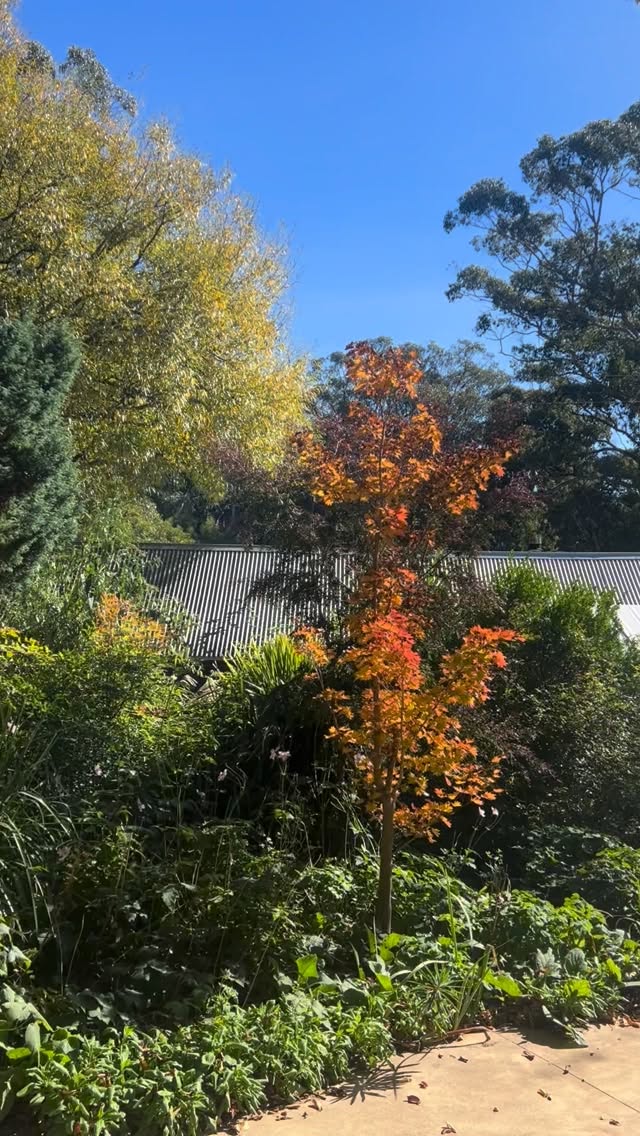 Glorious beautiful splendid Autumn. Please stay a while.
#bestbeergarden #autumn