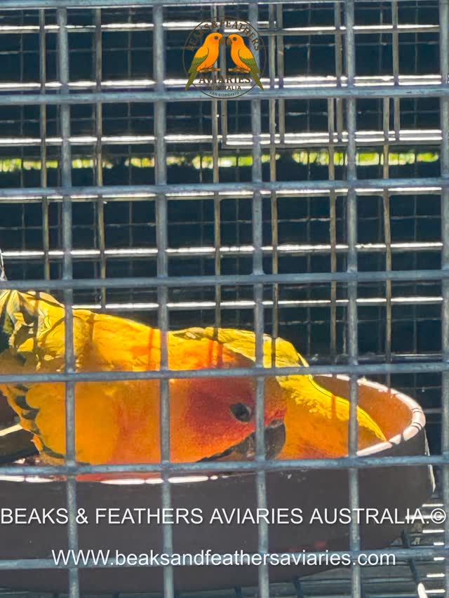 Mummy Sun Conure teaching her 4-month-old baby what to eat
https://www.beaksandfeathersaviaries.com/
#Movavi
#BEAKSANDFEATHERESAVIARIESAUSTRALIA #BEAKSANDFEATHERESAVIARIES #BFAA
#piedsunconure #recessivepiedsunconures #yellowsunconure
#sunconure #sunconurelove