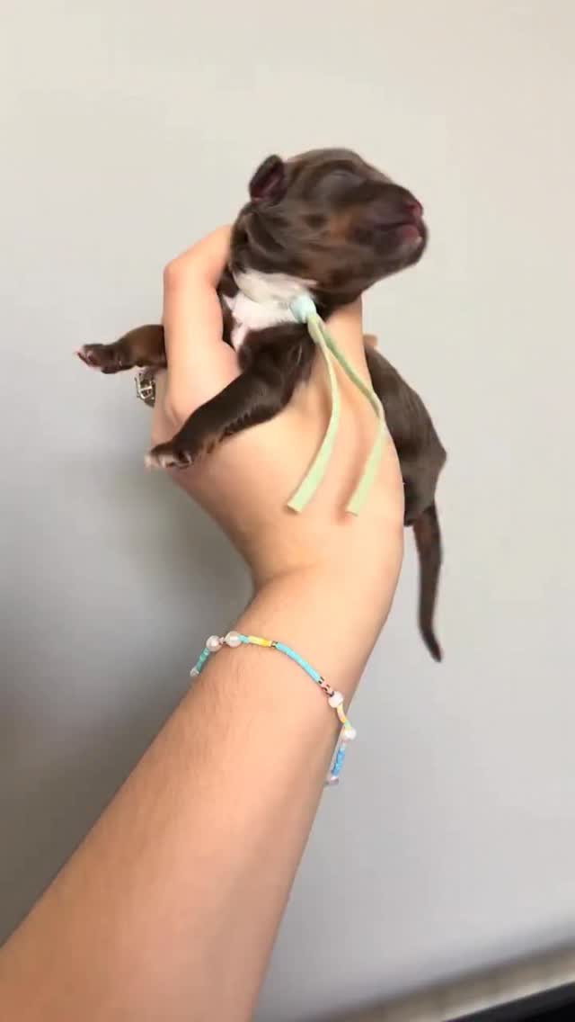 Welcome Penny’s nine perfect little reasons to smile into the world… hello, May 🌸
We thought we’d have a little fun and play the name game again — because a crew this cute deserves names just as sweet.
Drop your ideas below… we’re all ears and already obsessed 🤍🐾
#southernmeadowsdoodles #australianlabradoodle #puppylove #namegame #australianlabradoodlebreeder