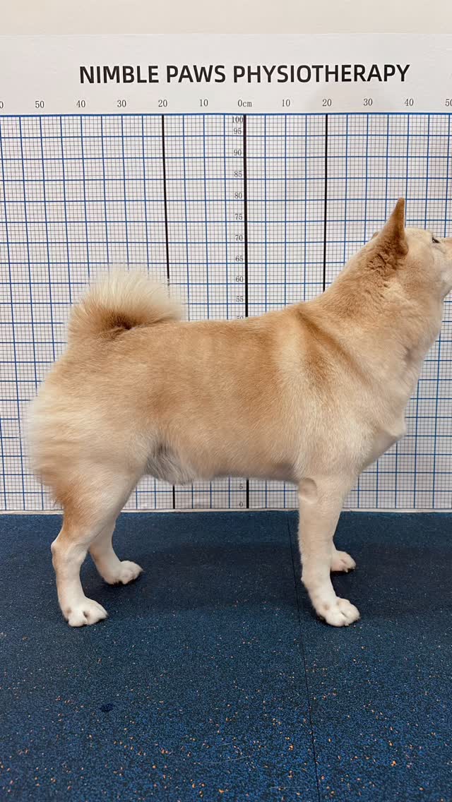 Is your dog at a healthy weight? 🐾
Body condition affects more than appearance — it influences how your dog moves, loads their joints, and recovers over time.
A simple place to start:
✔ Feel for their ribs
✔ Look for a visible waist
✔ Check for a gentle abdominal tuck
Small differences in BCS can mean big differences in long-term joint health.
Understanding where your dog is at helps guide what they may need next.
#caninerehab #nimblepawspet #sgdogs #movementmatters #dogphysio