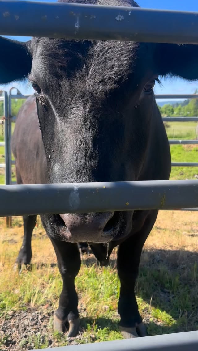 We have a new pasture pal! This Beefcake is Juniper! He’s a massive angus bull - isn’t he handsome! #LKRanch
