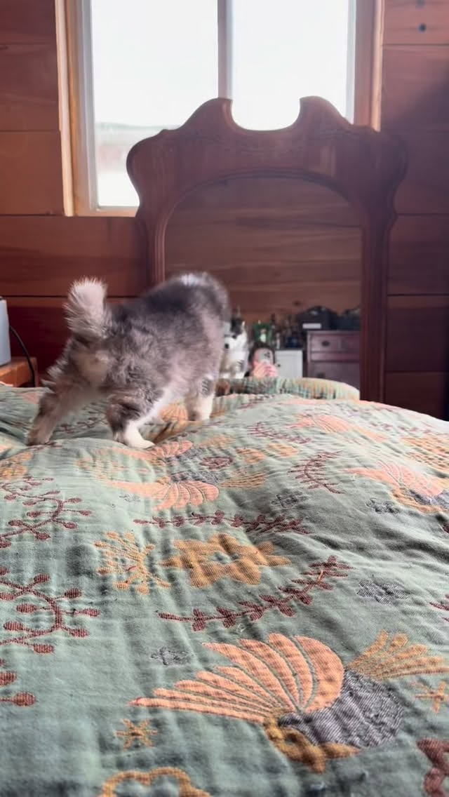 Who’s the cutest puppy of them all?!#cutepuppy#puppydog#puppy#puppies#goodog