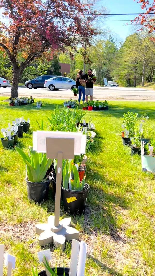 35 YEARS OF BLOOMS! 🌸✨
Our biggest fundraiser of the year is back on May 9th! From Astilbe to Sedum (and everything in between), come find the perfect addition to your landscape.
📍 Wiscasset Town Office Lawn
⏰ 8:30 AM – 12:00 PM
🥐 Beloved Bake Sale w/ Coffee!
Help us make our 35th year the best one yet. See you there!
#Wiscasset #PlantSale #MidcoastMaine #maineevents #gardening