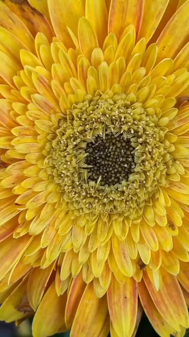 Gerbera jamesonii the Transvaal daisy