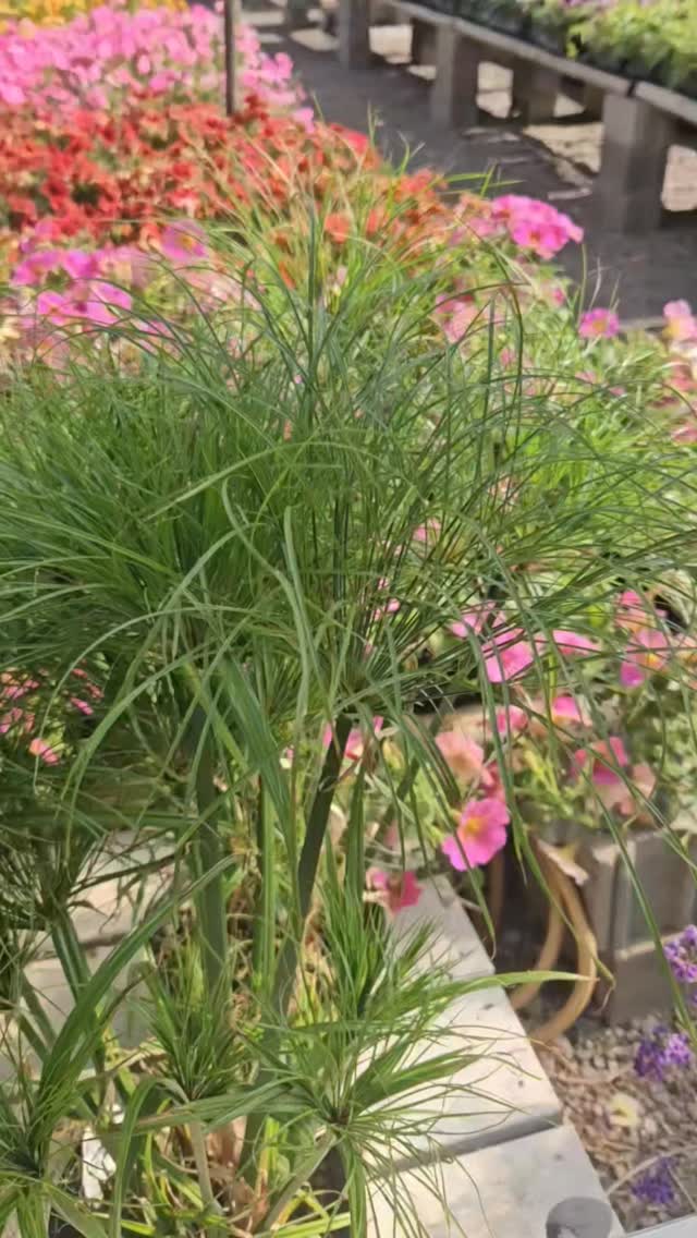 Papyrus plants have interesting foliage that are striking as the main show/ "thriller" in a container pot.
☆Place them in full to part sun locations in fertile soil that is consistently moist. In any location that is not consistently moist, you will most likely need to water daily.
☆Papyrus is an annual in our area, so it will not come back next year. You may bring it inside once frosts return and winter it inside.
☆Grown for their unique texture and heat-tolerance, Papyrus plants are a beautiful addition to an annual container pot or near a pond where there is moist soil.
☆Varieties and pricing below!🌿