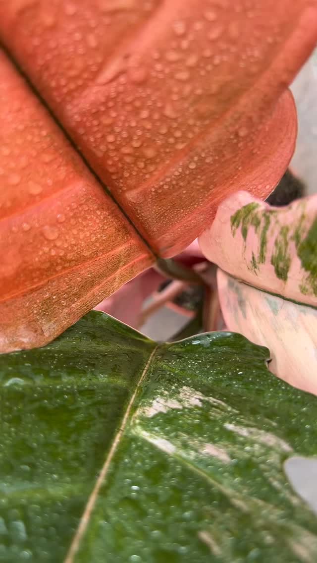 🧡 PHILODENDRON CARAMEL MARBLE 🧡
Regarde un peu la merveille qu’on vient de recevoir en boutique 🥹
Le Philodendron Caramel Marble est une variété spectaculaire qui se distingue par son feuillage dentelé et ses couleurs changeantes 🍁
Sa panachure est l’une des plus riches du monde végétal. Avec ses teintes chaudes qui évoluent au fil du temps, il offre un contraste saisissant qu’aucune autre plante ne peut égaler ✨
⚠️ Nous n’avons reçu qu’un seul spécimen ! Il possède une très belle génétique avec une panachure parfaitement équilibrée 😉
Le secret pour un Philodendron Caramel Marble heureux ? 💚
☀️ Trouve-lui un emplacement très lumineux (sans soleil direct) pour qu’il dévoile tout son potentiel.
💧 Utilise un substrat drainant et laisse bien sécher la surface entre chaque arrosage.
🪵 Installe-le sur un tuteur (en coco ou grillage + sphaigne) pour l’encourager à grimper.
Dispo dès maintenant en boutique & sur le e-shop ✌🏼
📍 Jēra, 51 avenue Jean Jaurès, Domont
👉🏼 www.jeraplantshop.com
#boutiquedeplantes #philodendroncaramelmarble #plantesrares #plantslovers #philodendronfriday