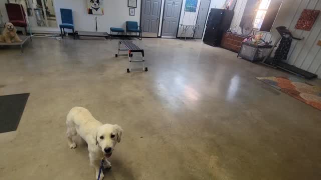 Wk4d4 with Gracie!