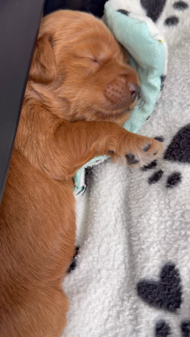 Sweet little glimpse at a few of the almost 2 week old “Spring Fever “ litter who are wondering where spring went today ?!