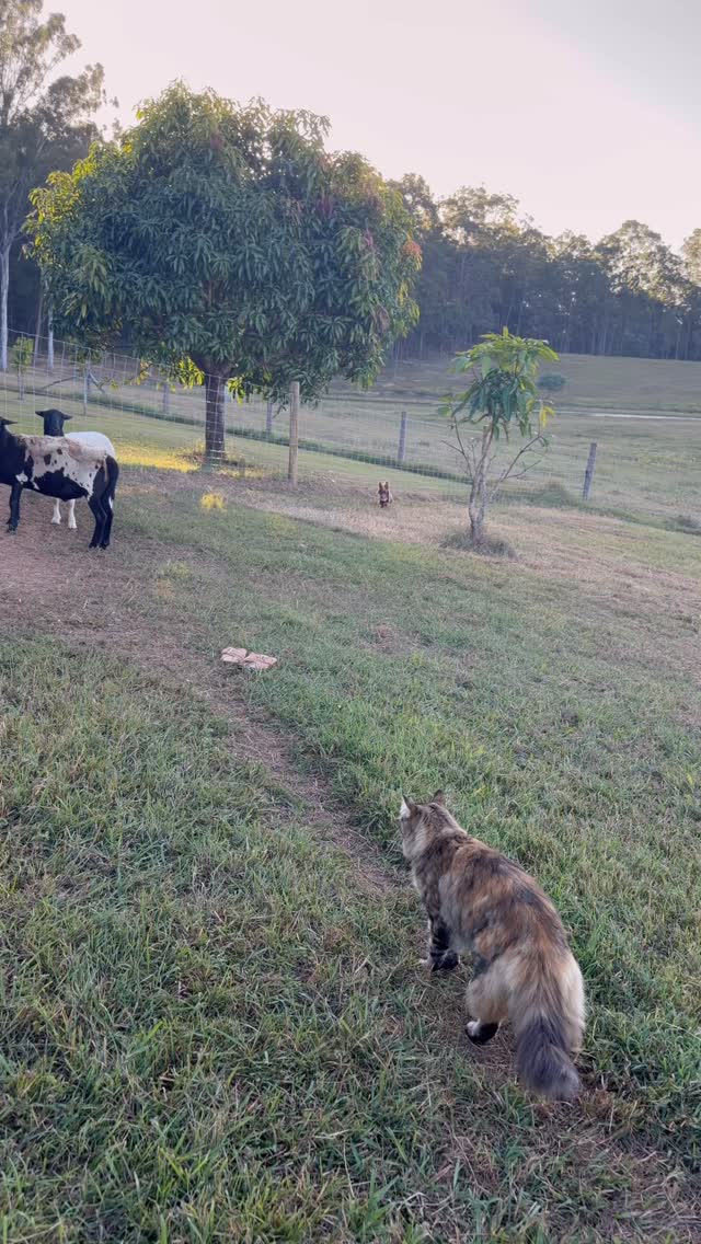 This little life of mine 🥹
#blessed #farmlife #wholesome