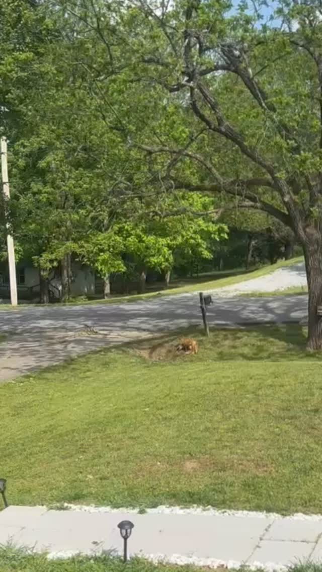NEW MUSIC SOON Y’ALL!! 🎸🤘🏼
Even the Fox family in our front yard heard! (Volume UP) 🦊
#newmusic #nature #country #love #fyp