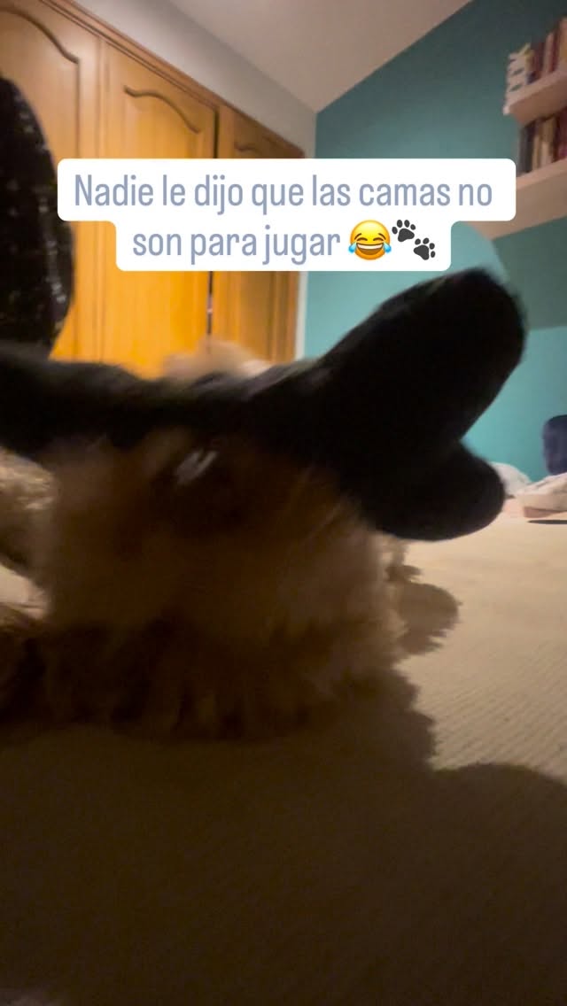 Baruq does things his way.. and has the audacity to ask for a handshake 😂🐾
CEO of doing absolutely nothing productively 😂
Upside down. Bone in mouth. Zero concerns about life.
And then, out of nowhere, he flips around and gives me his paw like we just closed a business deal 🤝
Here’s the thing though:
When a dog offers you their paw without being asked, is them saying “hey, I want to connect with you” ❤️
🐶 Pawing is one of the most affectionate things a dog can do
¿Quieres saber todo lo que tu perro te está diciendo?
Te lo cuento en persona 👇
Te invito a la presentación oficial de Obediencia Básica para Humanos 📖
📅 30 de abril, 2026
🕙 10:00 AM — 11:00 AM
📍 Sala María Mercedes Carranza — FILBO
Para jóvenes, familias y todos los que quieren entender de verdad a su perro 🐶❤️