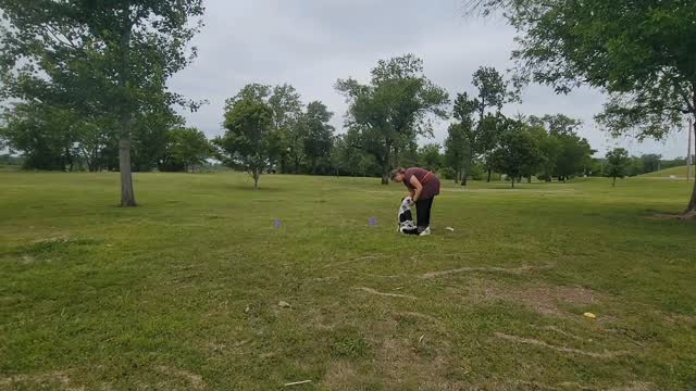 A little Kaala does some big recalls!
#kmodt #dogtrainingstandards #realresults