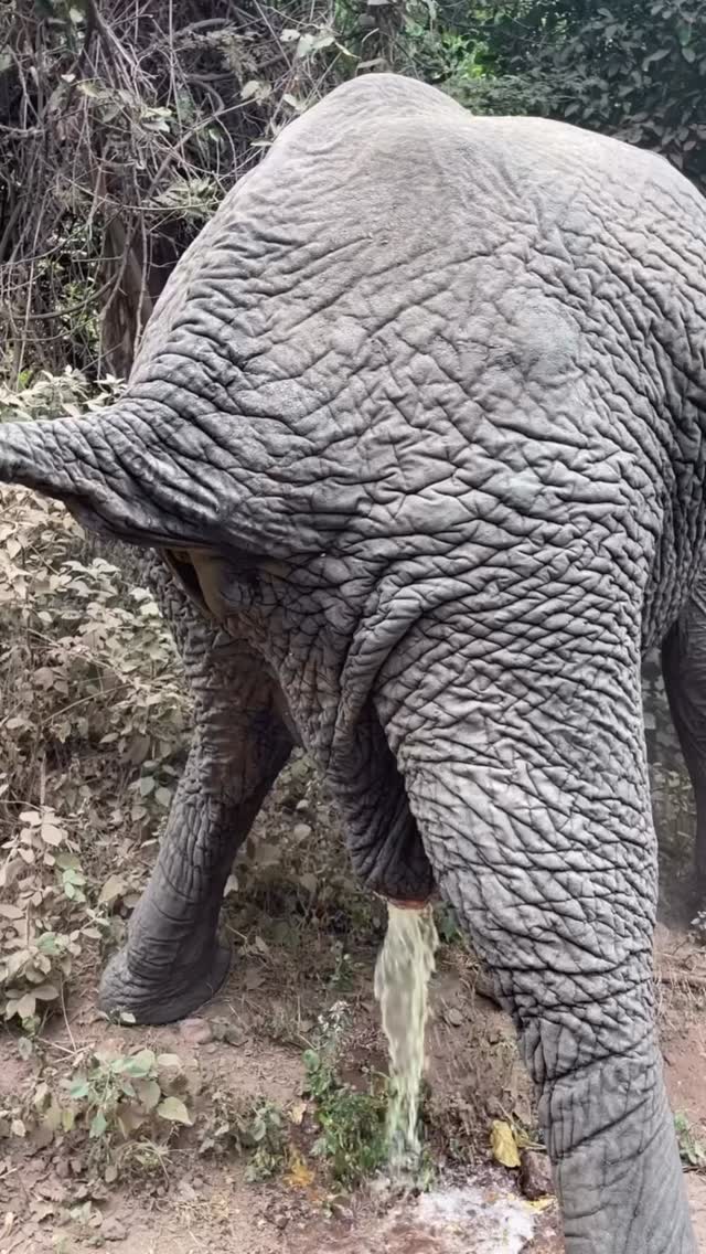 Real Life of the Wild: Elephant Behavior
A raw and honest moment in Tanzania — a powerful African Elephant in its natural daily life.
On safari, you don’t just see animals — you see everything. From feeding to resting, and even moments like peeing and pooping, it’s all part of real life in the wild. Nothing is hidden — this is nature as it truly is.
In places like Ngorongoro Crater and Serengeti National Park, these authentic moments make your safari real, raw, and unforgettable.
📸 100% real wildlife moment
🌿 True and unfiltered safari experience
🐘 Nature in its purest form
✨ Experience the real Tanzania safari!
📲 https://wa.me/255744391567
🌍 www.meilleurtours.com
#MeilleurTours #TanzaniaSafari #WildlifeExperience #ExploreTanzania #AfricanSafari