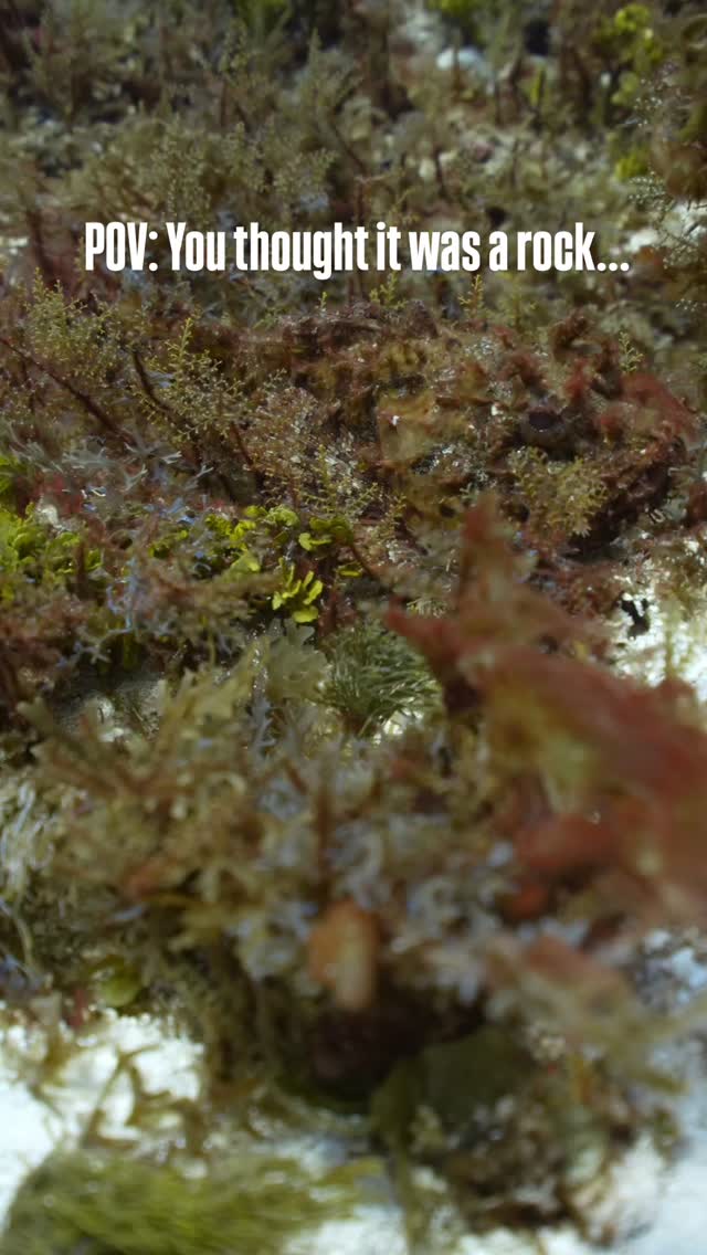 The scorpionfish is a master of camouflage, blending so perfectly into rocks and coral that even experienced divers swim right past it. But behind that stillness is a highly efficient ambush predator—waiting patiently for the perfect moment to strike.
⚠️ Surprising fact: those spines aren’t just for show. They’re venomous and used for defense, which is why maintaining good buoyancy and awareness is key when diving.
Next time you’re underwater, slow down and look closer… the reef is full of secrets hiding in plain sight.
Did you see it right away?
#AldoraDivers #ScubaLife #CozumelDiving #Cozumel