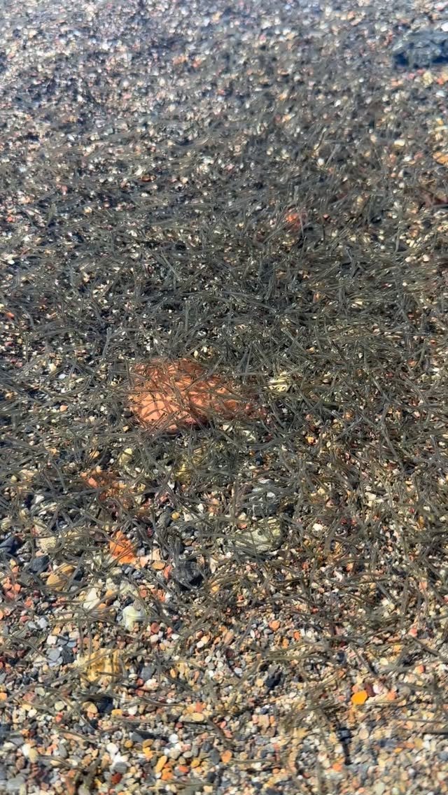 Small child A: βThese fish taste terrible!β
Small child B: βThey taste better if you pinch the eyes and butt off.β
Me: Maybe donβt eat random things in the creek?
π΅βπ«π€’