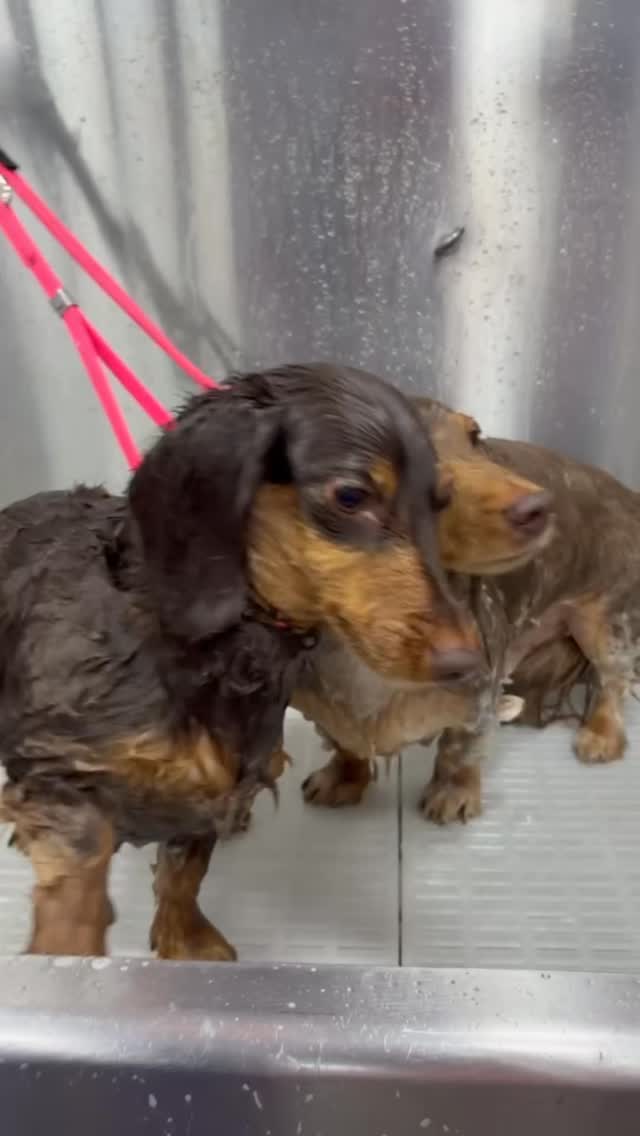 Yes, we sound ridiculous the whole appointment 😂🐶
But if it keeps tails wagging and pups feeling safe… worth it every time 🤍
#doggrooming #mobilegrooming #happydogs #dogsoftiktok #groomersoftiktok