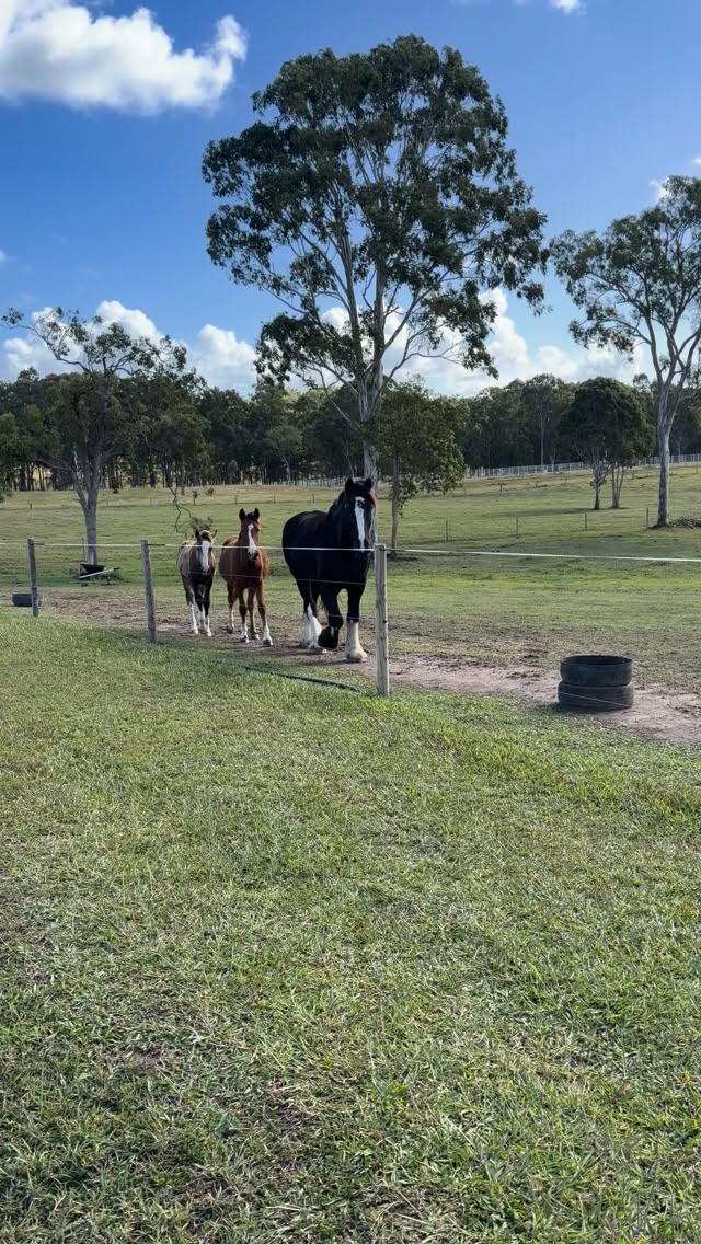 3 heavy boys in age and size order 🥹
Harold, Blessy & Reupert
#horselover #horses #heavyhorses #shirehorse #clydesdalehorse