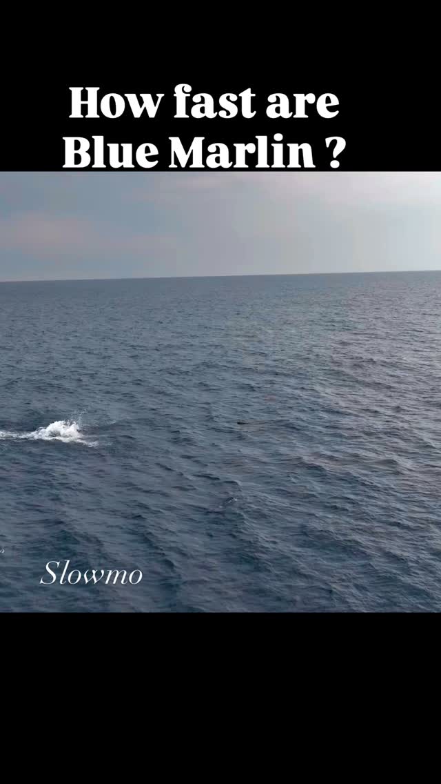 How fast are Blue Marlin??? let’s see what speed this Blue Marlin we catch the other day was going. Fish w/Intensity!!! @saltlickworldwide