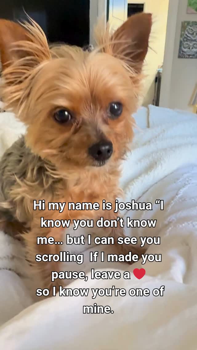 He’s convinced this video is a roll call… and honestly, I think he’s right.
If he made you stop scrolling, you’re officially on the list.
Don’t ghost the tiny boss… he notices everything.
Drop a ❤️ so he knows who showed up.
#YorkieLife #DogPersonality #PetTok #TinyDogBigEnergy #StopScrolling