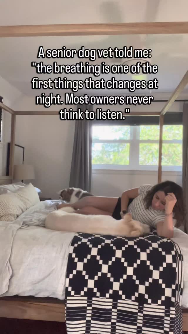 During the day they seem fine.
They move around. They eat. They follow you.
But at night, when everything is quiet, the breathing tells a different story.
It is faster than it used to be.
Or there is a pause in it that was not there before.
Or they shift positions more than they should have to just to get comfortable.
Most owners never notice because they are asleep.
And most dogs never make it obvious.
But changes in resting breathing rate are one of the earliest signs that something is asking more of the body than it used to.
Heart disease. Pain. Fluid. Anxiety.
All of it can show up in how a senior dog breathes when they are finally still.
If you have never counted your senior dog's breaths while they sleep, it takes thirty seconds.
Count the rise and fall of the chest for fifteen seconds and multiply by four.
Normal is under thirty breaths per minute.
If it is consistently higher than that, that is worth mentioning at your next visit.
Follow for the senior dog health checks you can do before the next appointment.