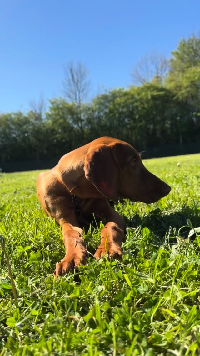 Welcome to Vesta on her Free Trial day! She has done so well. What a lovely confident puppy. #doggydaycareuk #castledonington #hungarianvizsla #cutepuppy #firstday