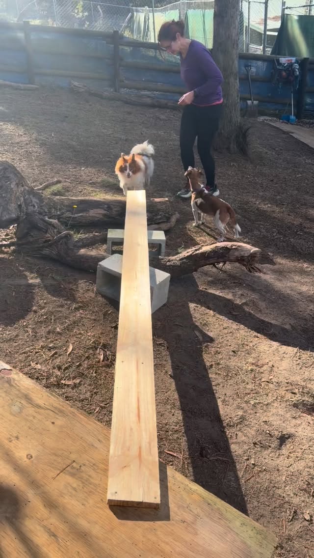 Our own dog Benji did they opening run of our new
⭐️Puppy Parkour Gym⭐️
We are so excited to add this new enrichment activity for our canine guests to build their skills and confidence.
Can you guess, this wasn’t the first time Benji has done parkour. And he is 13 years young! Such a little champ.
#HappyDogs #DogBoarding #DogLovers #PetResort #DogHotel