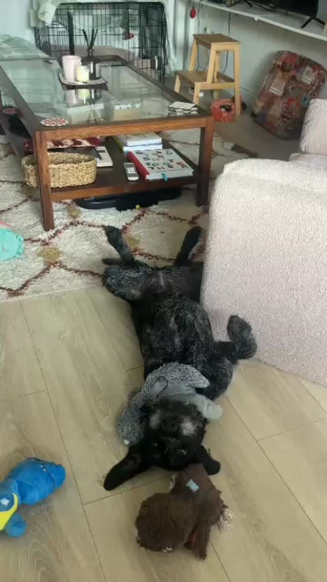 The power of a foster home✨️
This is Thelma, a hunting dog who whose only value to her previous owner was her abillity to work and hunt. All she had known in her life was living in cages and kennels, and then being abandoned when she was no longer needed. Then all that changed when a foster home in the Netherlands offered to take her in.
For the first time in her life, she is now experiencing what it is like to live in comfort, and to have a care-free life, where you can rest, relax and play! This is such a huge contrast with what her life was like before...
And, thanks to her foster home, she is now one step closer to finding her forever home!
Fostering saves lives! If you are interested in opening your home to a Turkish stray, and becoming a foster home for Melez, please contact us!