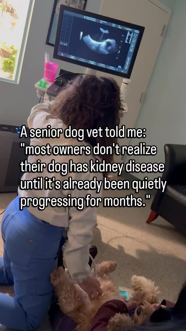 The signs don't look like disease at first.
They drink a little more than usual.
They go outside more often.
They seem tired in a way that's easy to write off as age.
Maybe they're pickier about food.
Maybe they've lost a little weight.
None of it feels urgent.
But in senior dogs, those quiet shifts can be early kidney disease.
The kidneys lose function slowly. The body compensates for a long time before anything looks obviously wrong.
By the time the signs are hard to miss, a lot has already changed.
Bloodwork catches it earlier.
A lot earlier.
If your senior dog hasn't had bloodwork in the last six months, that is the one thing I would not wait on.
It is the fastest way to see what the body is doing before it starts telling you out loud.
Follow for senior dog health guidance that catches things early.