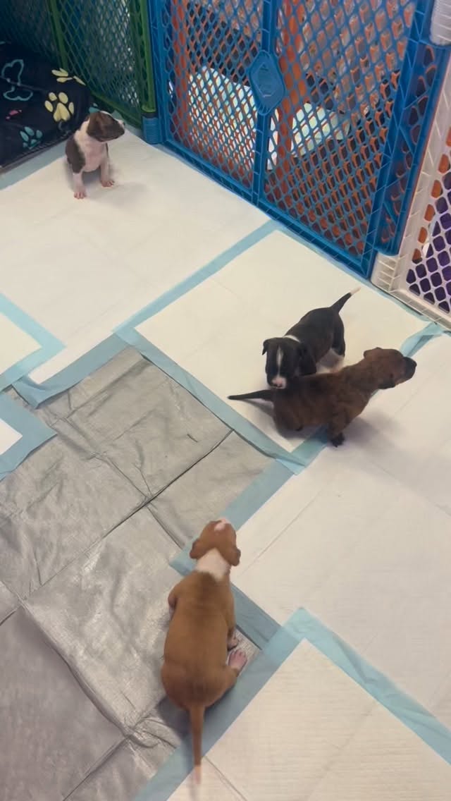 Puppy update! 🐾 These little cuties are about 2½ weeks old now and starting an exciting new milestone — transitioning to puppy gruel! This is the perfect age to begin introducing softened food as they grow stronger and more independent every day.
Watching them reach these milestones is so rewarding… and it also means it’s time to start lining up foster or foster-to-adopt homes for when they’re ready for their next step. We’re still looking for loving families willing to open their hearts and homes to these babies.
Fostering saves lives, and fostering puppies is such a special (and adorable) experience. If you’ve been thinking about fostering, this could be your sign. 💛
Please share this post and help us find these little ones the homes they need in the coming weeks.
Interested in fostering or foster-to-adopt? Apply at www.furangelfoundation.org
#FosterNeeded #FosterPuppies #FosterToAdopt #AdoptDontShop #RescuePuppies OahuDogs FurAngelFoundation