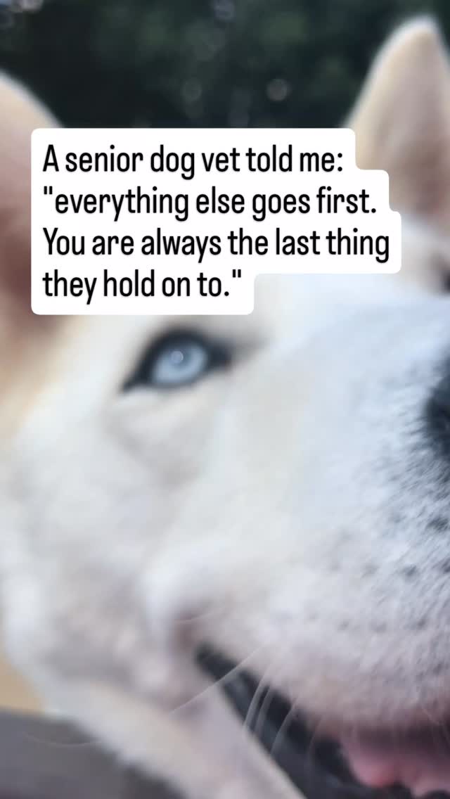 Watch what disappears first.
The morning run to the yard. Gone.
The sprint to the door when visitors arrive. Gone.
The long loop around the block. Gone.
The favorite spot by the window. Gone.
But they still check on you before they sleep.
Still find you when the house gets quiet.
Still lift their head when you walk in the room.
Still drag themselves to wherever you are, even when it costs them.
The world they used to move through got smaller.
But the center of it never changed.
Everything that was about energy and ability faded.
Everything that was about you is still there.
You were never just part of their life.
You were the reason for it.
Follow for honest senior dog guidance through every quiet stage.