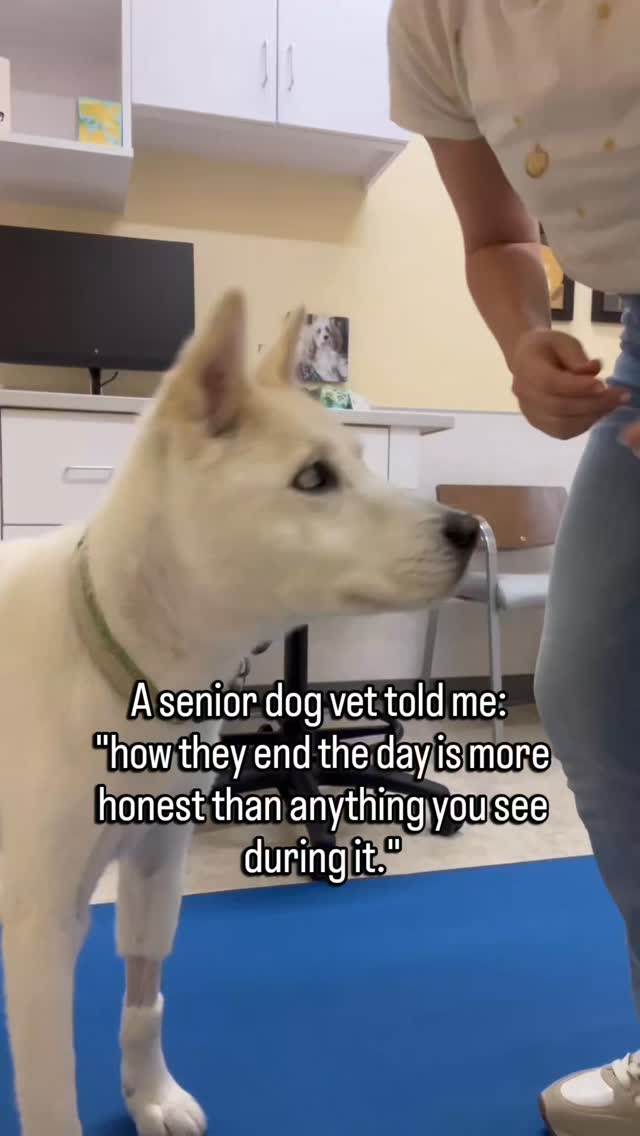 During the day, they manage.
They get up when they need to. They show up for meals. They follow you around.
They make it look like a regular day.
But by the time the house gets quiet, the managing is done.
And in those last few minutes before they settle for the night, you see what the day actually cost them.
The way they lower themselves to the floor more carefully than they did this morning.
The long exhale when they finally stop moving.
The stillness that is not rest. It is relief.
They were not in distress during the day.
But they were also not telling you everything.
Senior dogs are very good at getting through the day.
They are not as good at hiding how the day ends.
If your senior dog has started ending their nights differently, that is worth paying attention to.
It is the most honest part of their day.
Follow for the small senior dog observations that change how you see what is right in front of you.