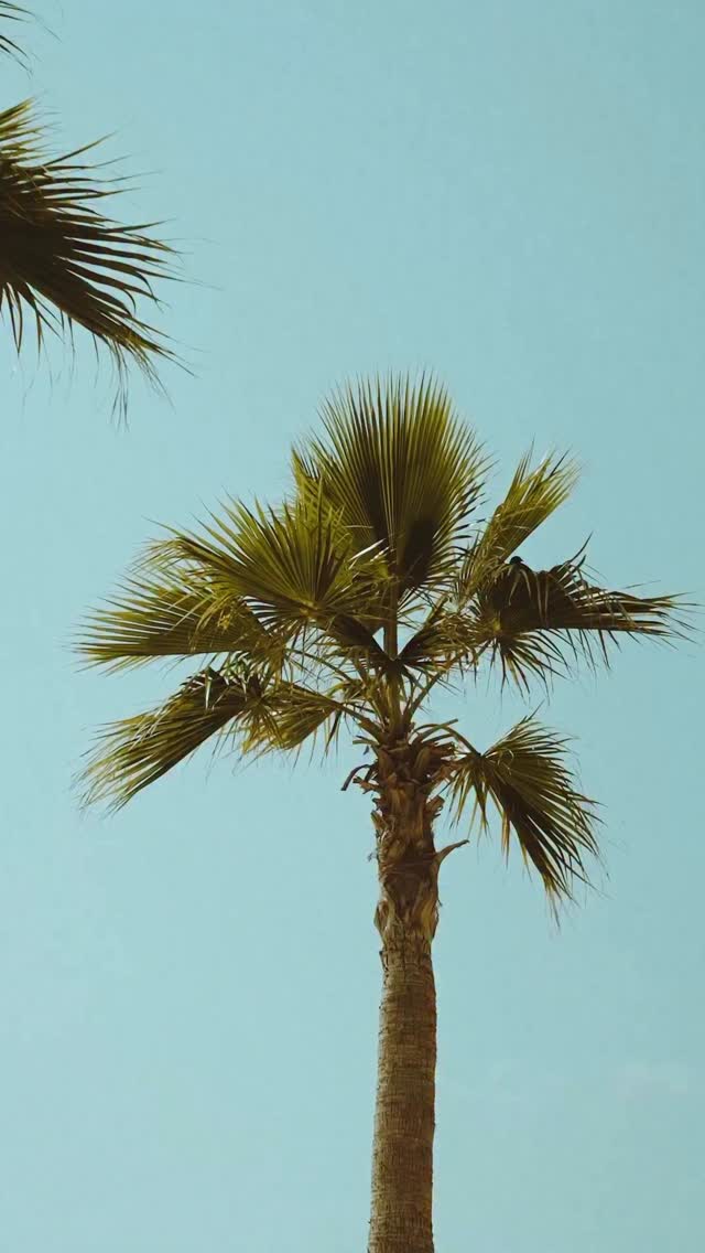 A reflection of every wanderer’s path.
Pieces shaped by movement, by memory, by moments collected along the way.
Find what feels like yours at Surf Club Boutique, open daily.
#SurfClubDubai #onlyforwanderers