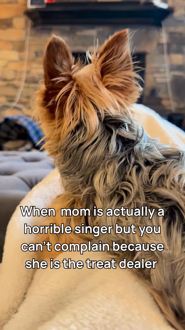 Thought I had a fan… turns out I just have a very committed snack inspector 😂
Anyone else getting fake support from their pet? 👇
#YorkieLife #DogHumor #TinyDogBigAttitude #MusicianLife #PetRelatable