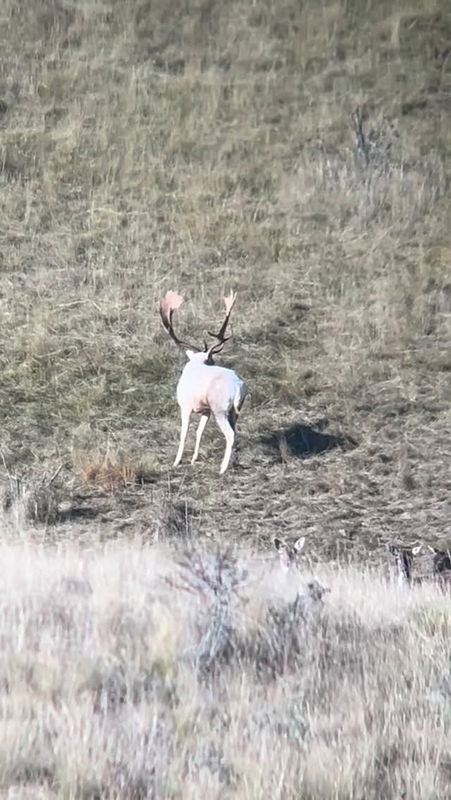 Awesome looking fallow buck keeping an eye on his does , the rut in full swing 👌🏼 #southislandhuntingnz #hunting #fallow #buck #croak