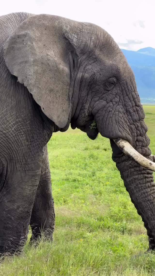 Gentle Giants Feeding: Elephant in the Wild
A peaceful safari moment in Tanzania — a calm African Elephant enjoying fresh green grass.
With slow and steady movements, the elephant uses its trunk to pull grass and feed, showing the quiet and gentle side of one of Africa’s largest animals. Moments like this remind us that safari is not only about action, but also about peace and connection with nature.
In places like Ngorongoro Crater and Serengeti National Park, these simple scenes create unforgettable experiences.
📸 Calm and natural wildlife moment
🌿 See the gentle side of elephants
🐘 Real life in the wild
✨ Experience the beauty of Tanzania safari!
📲 https://wa.me/255744391567
🌍 www.meilleurtours.com
📧 meilleurtours@gmail.com
#MeilleurTours #TanzaniaSafari #WildlifeExperience #ExploreTanzania