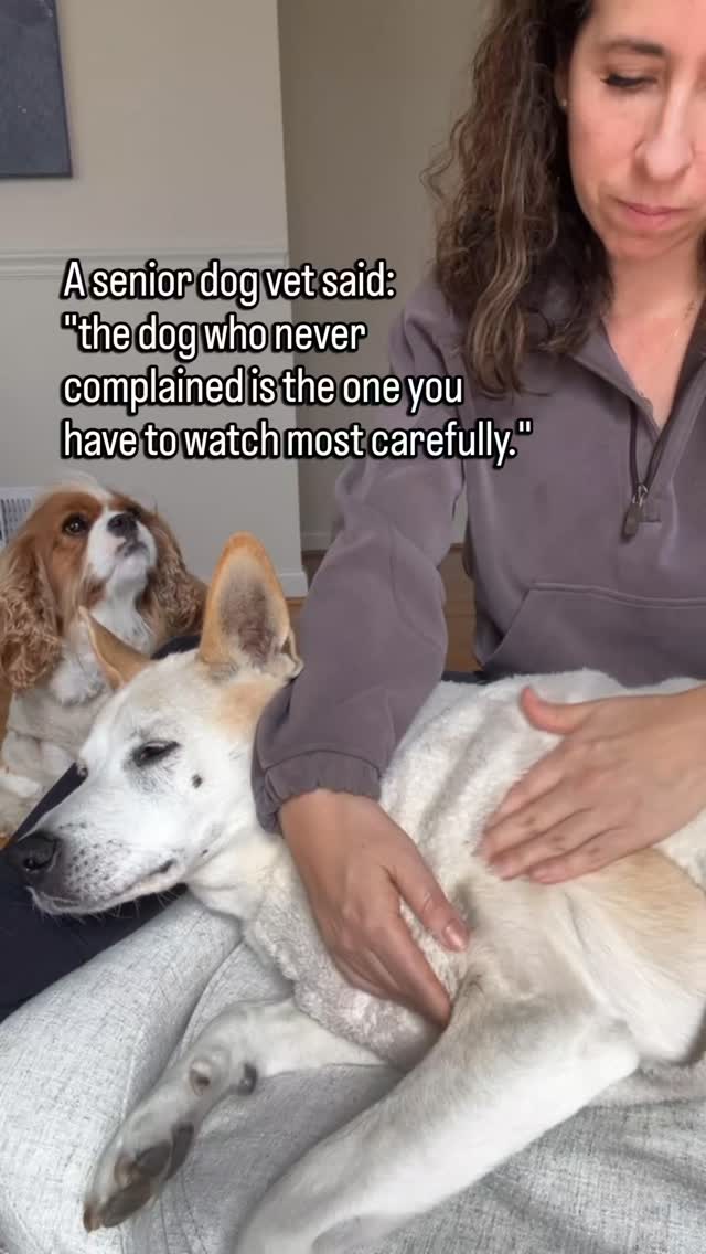 Some dogs just don't say anything.
Never fussed at the vet.
Never reacted to being handled.
Never whined. Never limped dramatically. Never made it obvious.
You've always said: he's so easy. She never complains.
And that's true.
But dogs who never complain don't suddenly start.
They just keep not complaining.
While quietly working around whatever is hurting.
The easygoing dog. The calm one. The one who never makes a fuss.
That's the dog who needs you paying the closest attention.
Because they were never going to tell you.
They have spent their whole life trusting you to notice without being asked.
Now is when that matters most.
Follow for senior dog care that doesn't wait for the dog to speak up.
