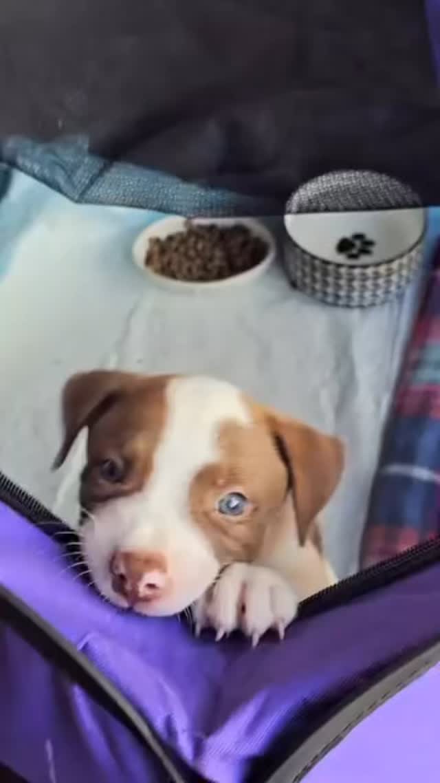 🚨 Cuteness Alert: Wyatt update! 🚨
Our sweet baby Wyatt we transferred from @k9kokua is feeling so much better, and we’re beyond grateful. 💛 Thank you to everyone who sent good juju, love, and healing thoughts when he was in the ER — we felt every bit of it.
Meds and lots of TLC did the trick, and this resilient little guy is bouncing back beautifully. He’ll still need follow-up care as he continues healing, but we’re so encouraged by his progress. ✨
If you’d like to support Wyatt’s ongoing care and help puppies like him get the medical support they need, please consider making a donation at www.furangelfoundation.org/donate. Every bit helps. 🙏
And in the coming weeks, once he’s ready, Wyatt will be looking for his forever home. 🐾 Stay tuned for this very special boy — we already know he’s going to make one lucky family so happy.
Thank you for rooting for our little fighter and showering him with love. Your support means everything. 💕