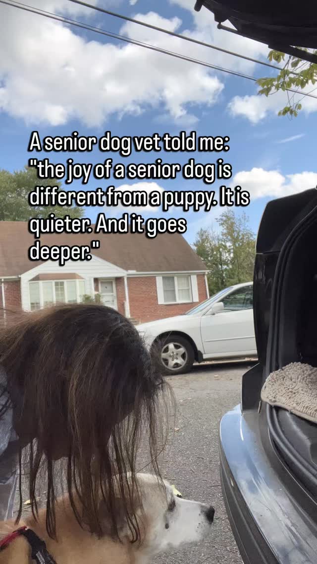 Puppies love loudly.
They crash into you. Jump. Spin. Make a whole production out of the fact that you exist.
Senior dogs love differently.
They find you in a crowded room and just stay near.
They lean against you without needing anything.
They follow you from room to room not because they are restless but because you are where they want to be.
The tail wag is slower. The greeting is calmer. But it is the same dog who has chosen you every single day for years.
That is not less love.
That is what love looks like when it has had time to settle in.
A lot of people mourn the puppy energy before the senior dog has even left.
But the senior years are not what you lose.
They are what you get to keep.
Follow for the honest and joyful truth about loving a senior dog.