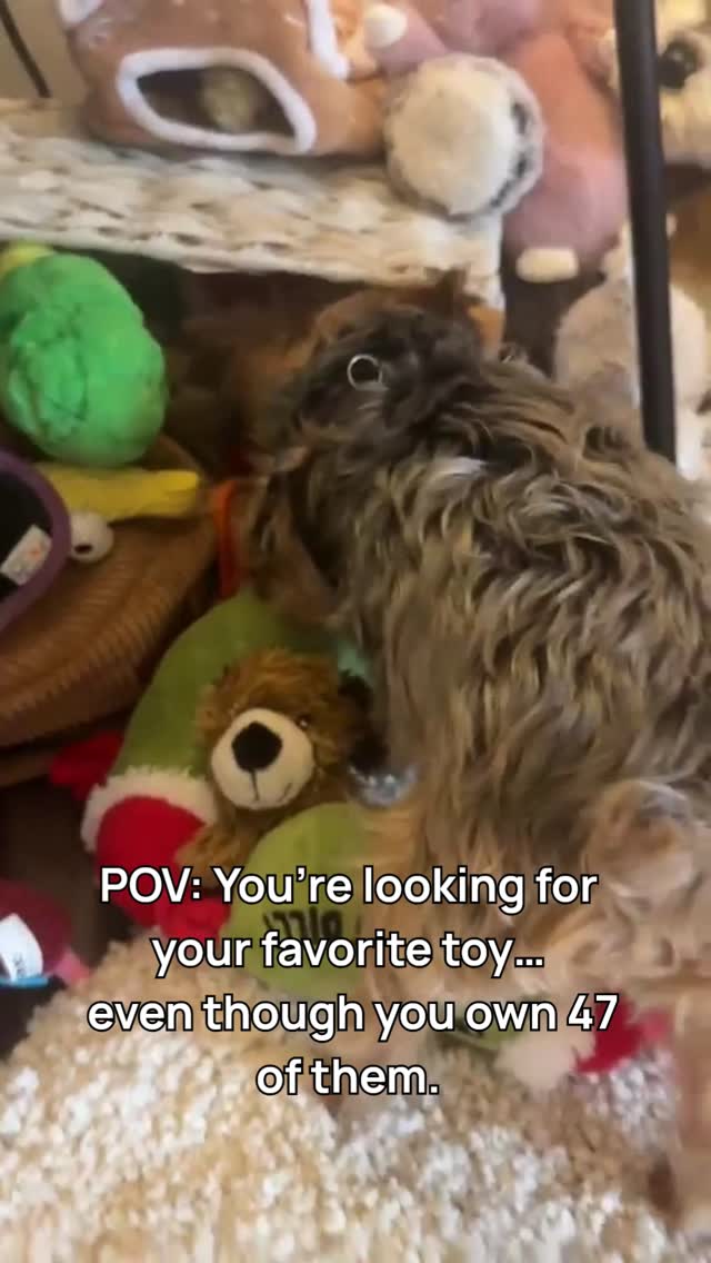 He owns 47 toys…
but suddenly there’s only ONE that matters like it’s a rare artifact.
Make it make sense 😂
Be honest—your dog does this too, right? 👇
#yorkie #doghumor #tinydogbigattitude #petlife #dogsoftiktok