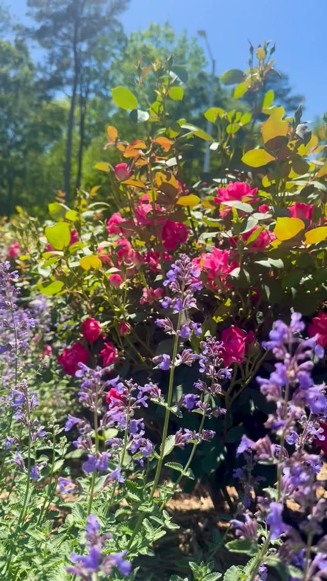 Peek at our little piece of paradise ☀️🐞🐝🌳🪻🌷