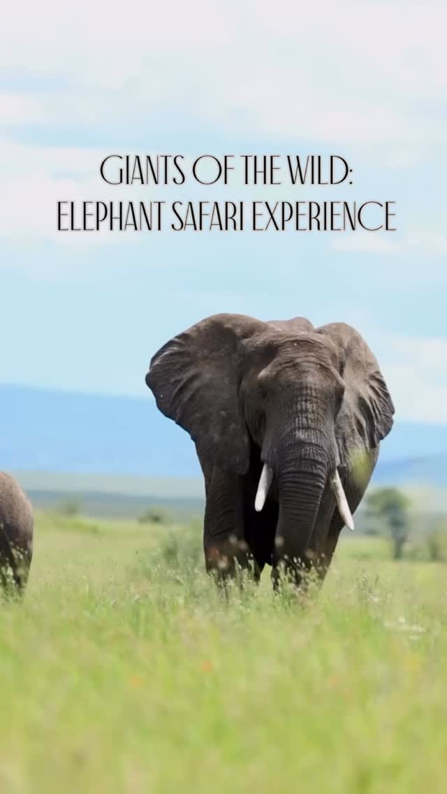 Giants of the Wild: Elephant Safari Experience
Meet the true giants of Tanzania — the powerful African Elephant roaming freely across the savannah.
These gentle giants are known for their strength, intelligence, and strong family bonds. Watching them walk, feed, and interact is one of the most unforgettable moments on a safari.
In iconic places like Serengeti National Park and Ngorongoro Crater, you can see elephants in their natural home, living peacefully in the wild.
📸 Perfect for wildlife lovers & photographers
🌿 Experience close encounters with nature
🐘 One of the Big Five safari highlights
✨ Discover the magic of Tanzania safari!
📲 https://wa.me/255744391567
🌍 www.meilleurtours.com
📧meilleurtours@gmail.com
#MeilleurTours #TanzaniaSafari #BigFive #ExploreTanzania #AfricanSafari