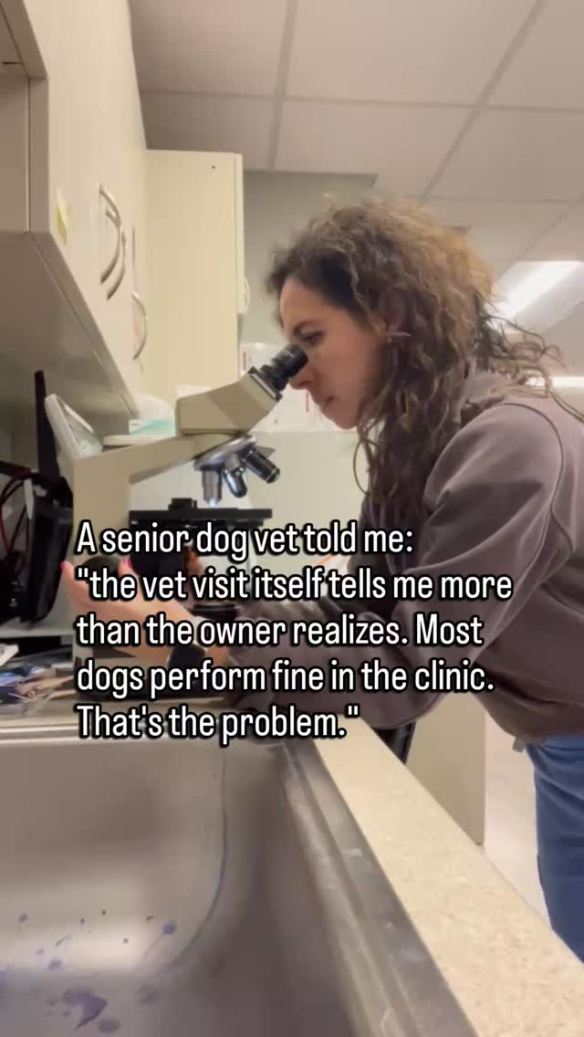 They walk in calm.
They stand on the table.
They let me examine them.
And the owner says: see, she's fine. He always does great at the vet.
But what I know is that dogs who are stoic at home are also stoic in the clinic.
They don't perform pain.
They perform fine.
And the visit looks normal because they are very good at looking normal.
This is why I ask questions that go past the exam.
How do they get up in the morning.
What does the end of the day look like.
Have the walks gotten shorter without a conversation about it.
Are they finishing their meals.
That is where the real information is.
Not in how they behave when I'm watching.
In how they behave when no one thinks to notice.
If your senior dog does great at the vet but something still feels off at home, trust what you see every day.
You are with them when they stop performing.
Follow for senior dog guidance that takes what you see at home seriously.