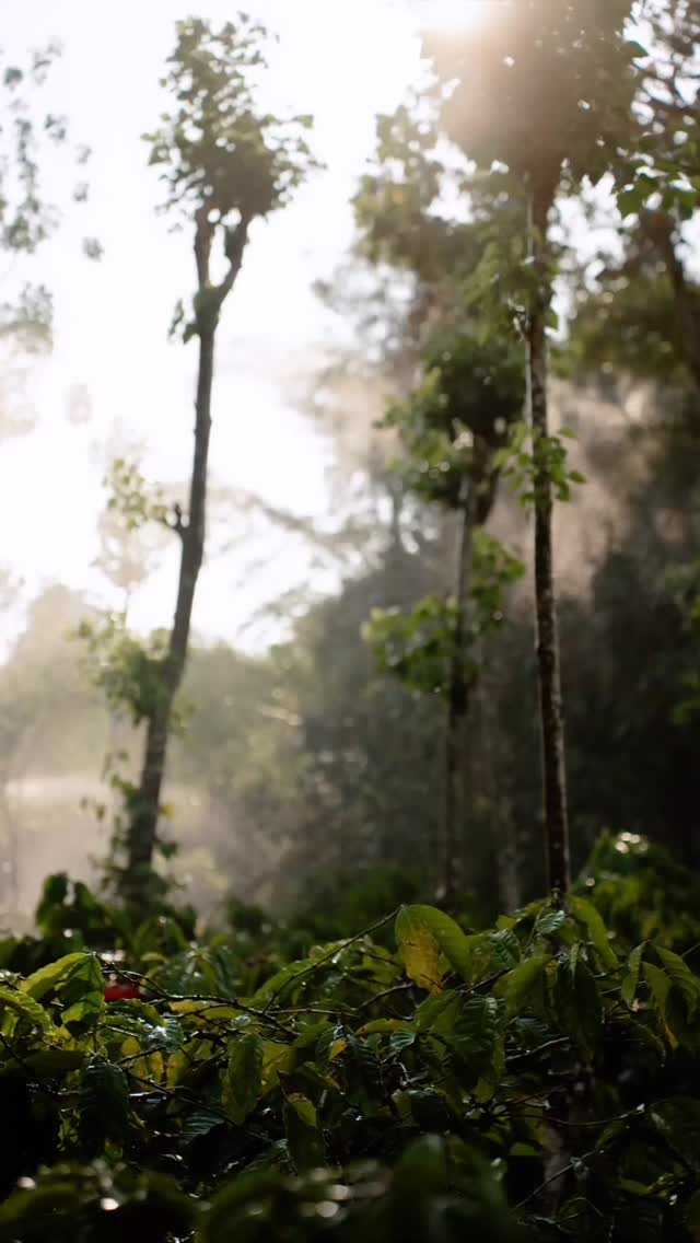 Irrigation is crucial during the summer months when rainfall is scarce.
For the flower to set in - min. 60 inches of rainfall is required. Upto 1-2 inch of rain is ideal.
#agastyacoffee #specialtycoffee #coffee life
Irrigation, post blossom irrigation, water, coffee farm, coffee irrigation, coffee planter, coffee blossom, Coorg coffee