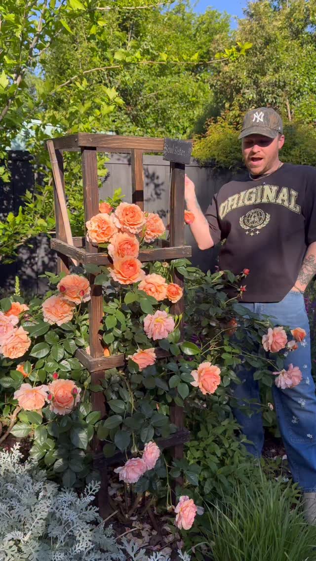 I heard your roses don’t look like this? Commend “send “ and I’ll send you a link to my favorite rose fertilizer and feeding schedule. If you don’t get the DM give me a follow and comment again. You can always unfollow after you get the link. This rose is called soul sister and I bought it from @heirloomroses a few years ago. I recommend looking for it in person before buying online as you usually get a bigger rose and smaller price tag.